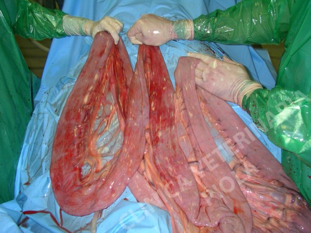 Strangolamento 5